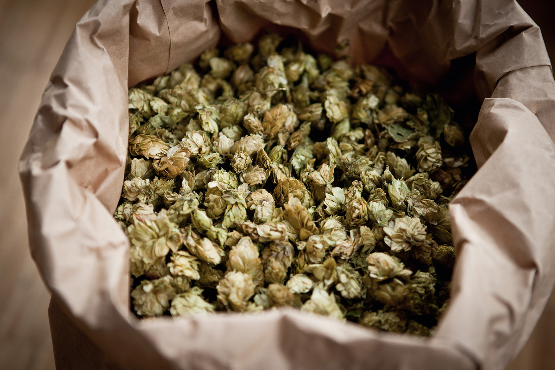Ein offener Sack aus brauner Pappe, darin grünlich-gelbe Hopfendolden-trocken, leicht zerdrückt, mit rauer, knospiger Oberfläche.